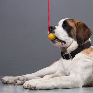 Мягкий мяч ø6 см на веревке для московской сторожевой «Playful Dog»